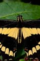 161 Koenigs-Page - Papilio thoas